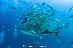 Caribbean Reef Sharks and yellowtail snappers circle in a... by Sam St.pierre 